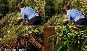 На Харьковщине СБУ ликвидировала незаконную плантацию конопли