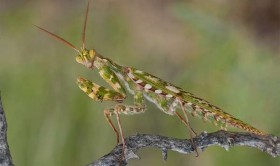 Богомолы увидели мир в самых тонких 3D-очках