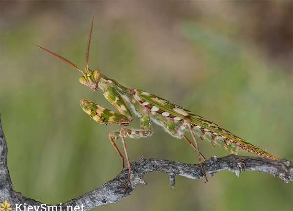 Богомолы увидели мир в самых тонких 3D-очках